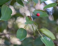 Celtis strychnoides