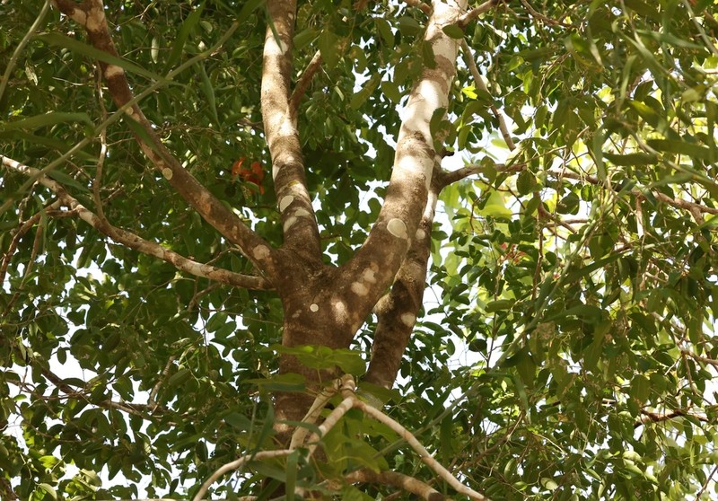 Celtis strychnoides photo 2