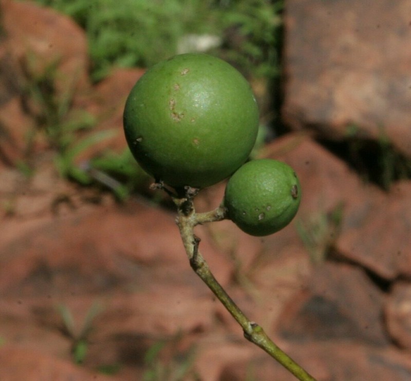Celtis strychnoides photo 3