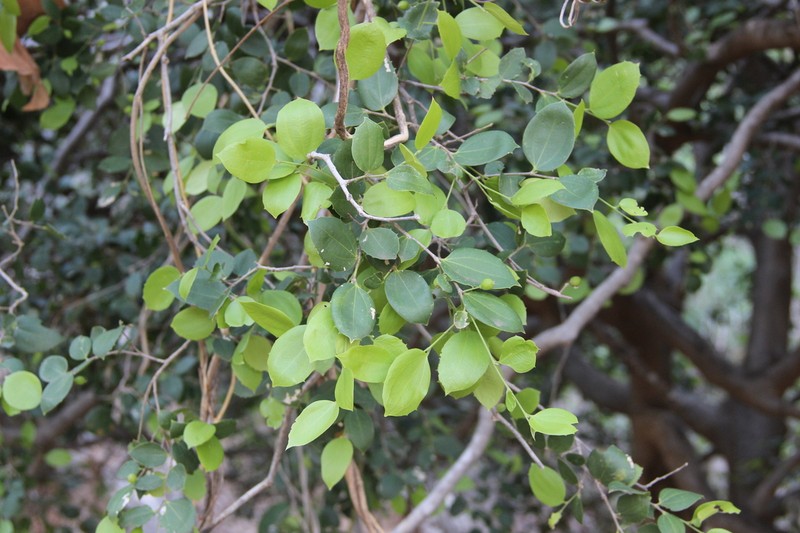 Celtis strychnoides photo 4