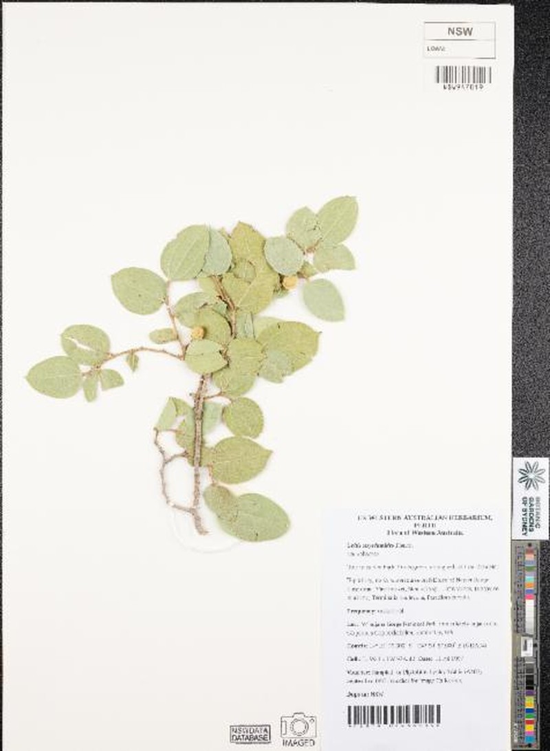 Celtis strychnoides photo 7