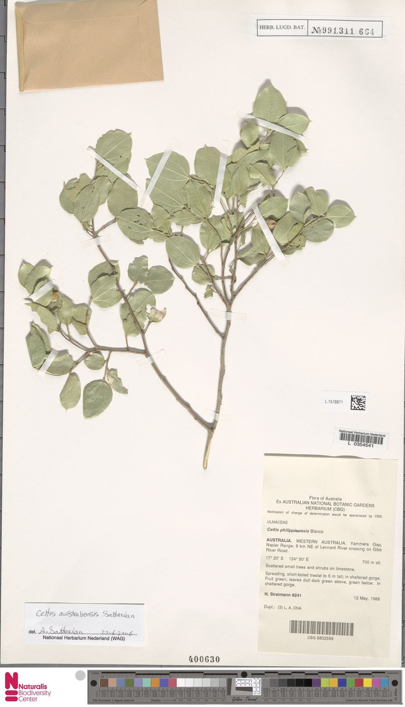 Celtis strychnoides photo 8