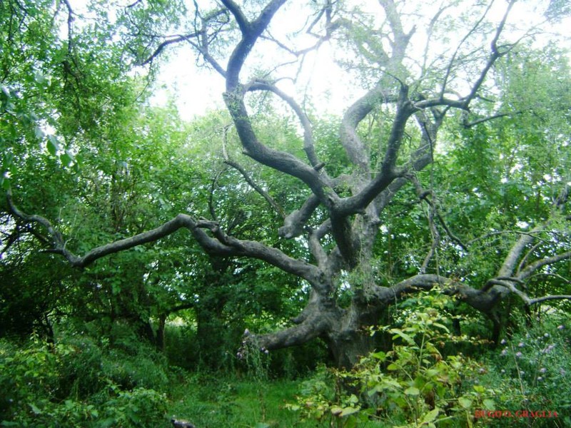 Celtis tala photo 2