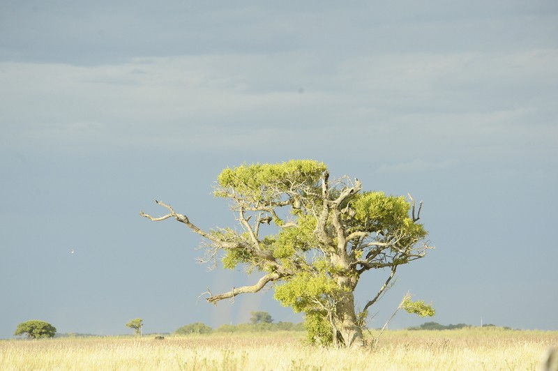 Celtis tala photo 3