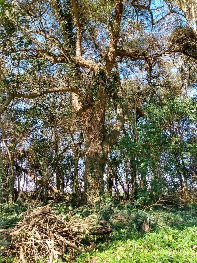 Celtis tala photo 4