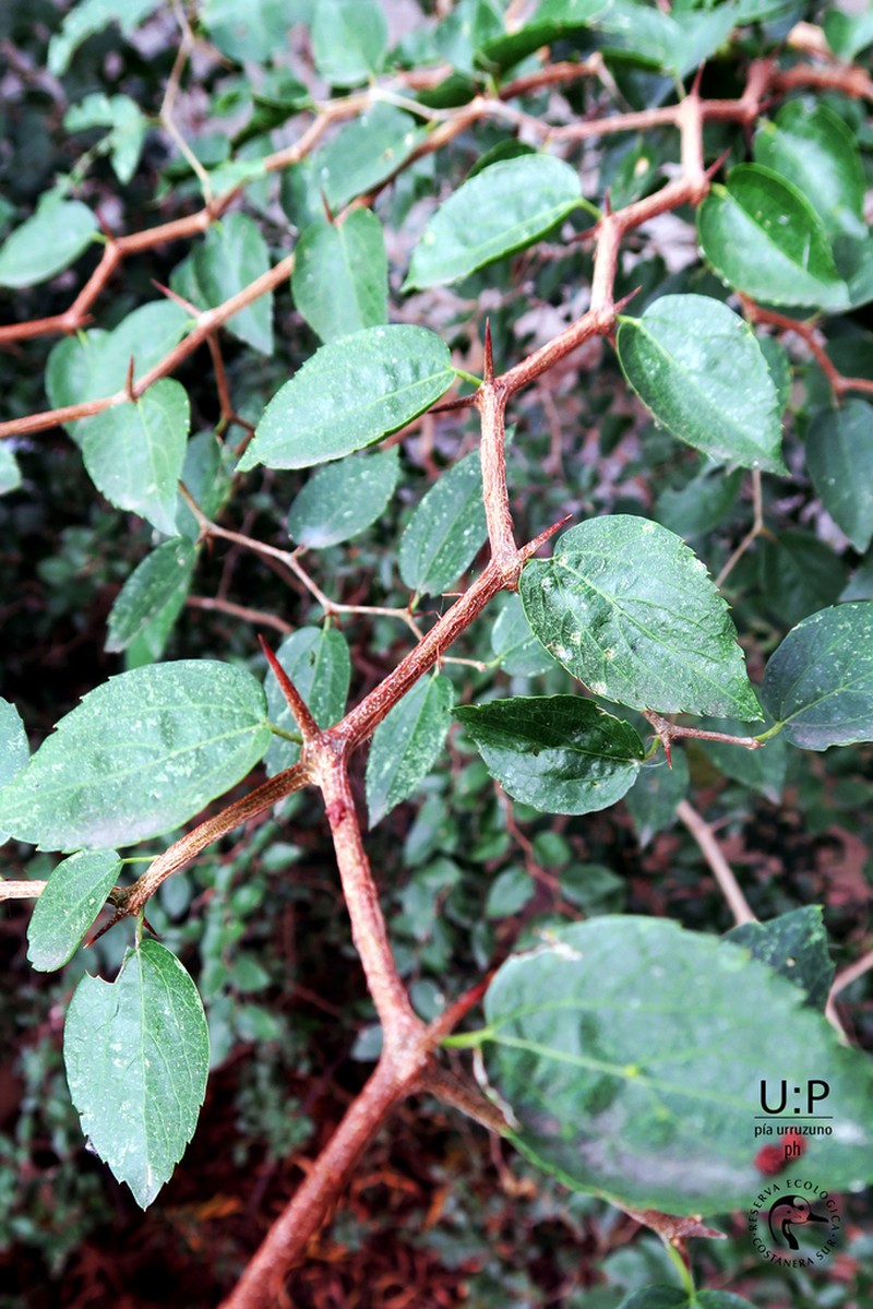 Celtis tala photo 5
