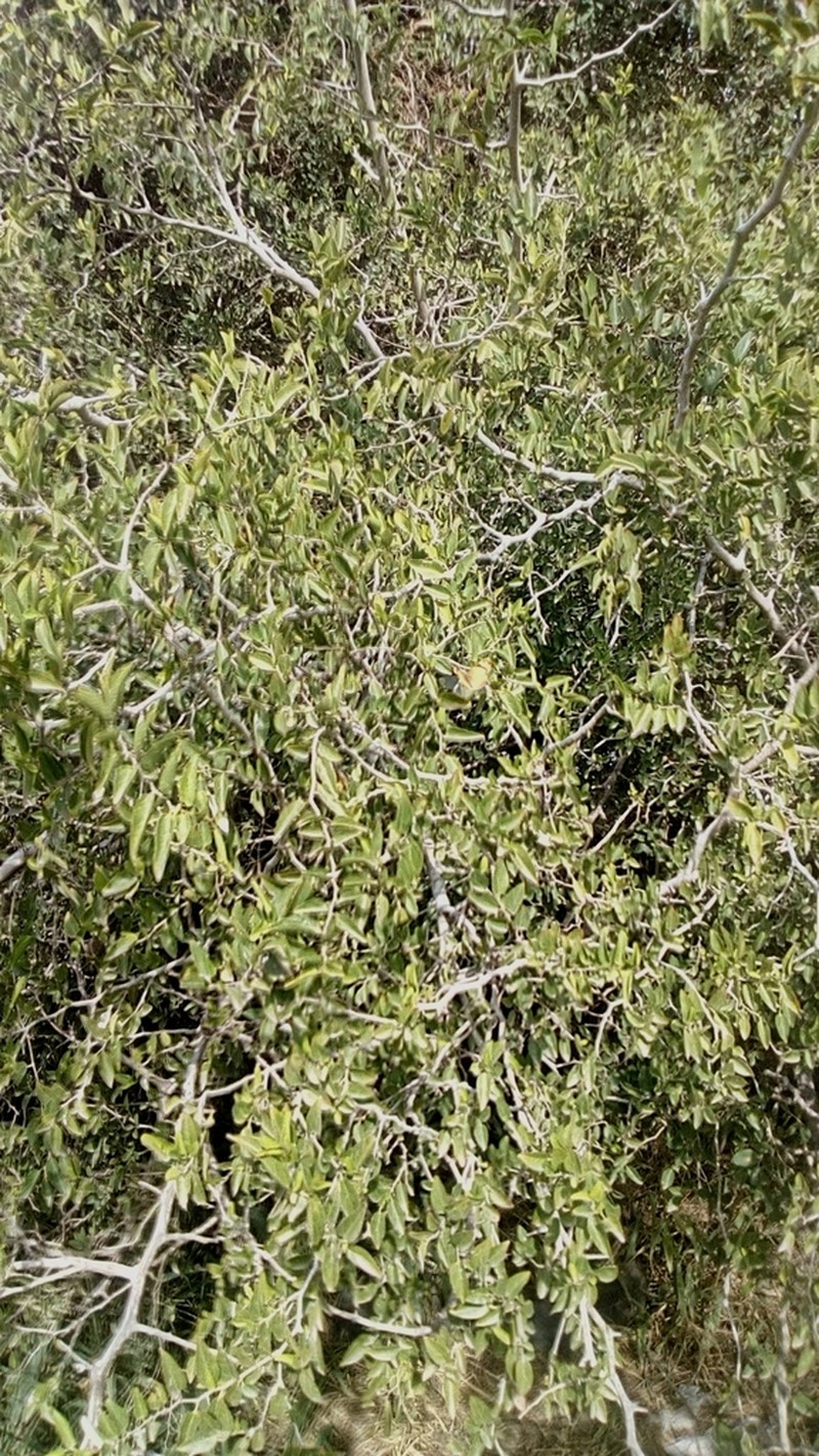 Celtis tala photo 6