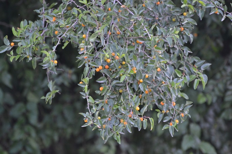 Celtis tala photo 7