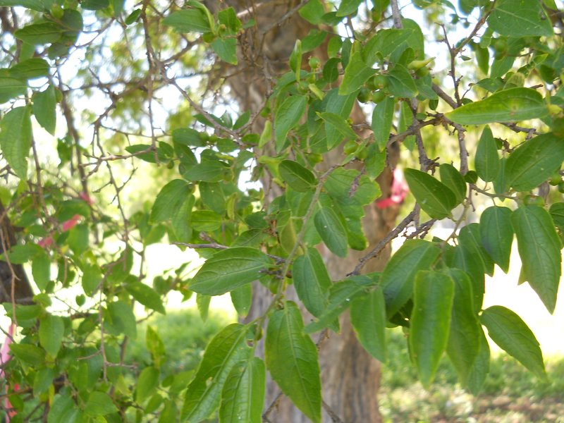 Celtis tala
