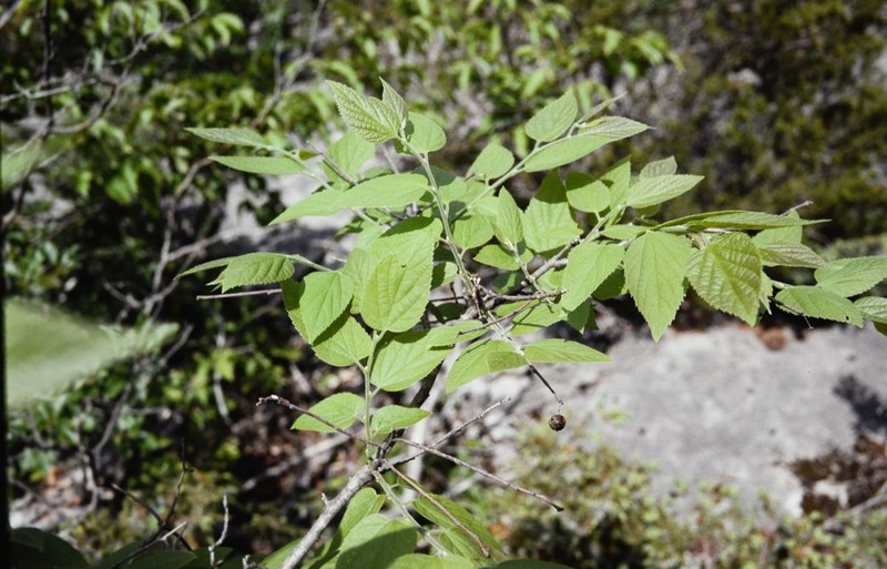 Celtis tenuifolia photo 2