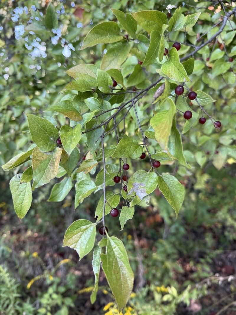 Celtis tenuifolia photo 3
