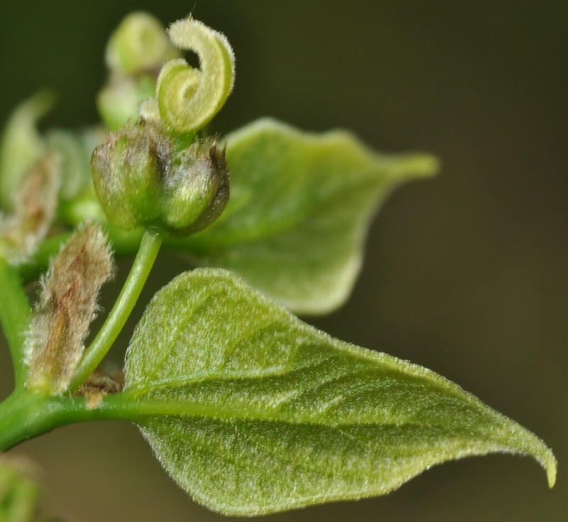 Celtis tenuifolia photo 4
