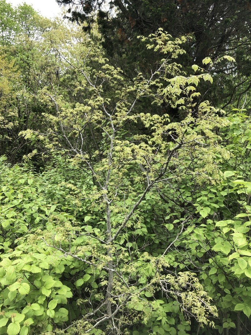 Celtis tenuifolia photo 5