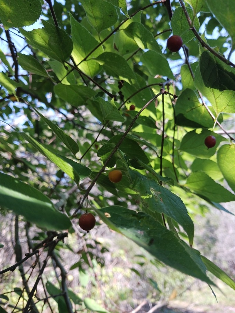 Celtis tenuifolia photo 6