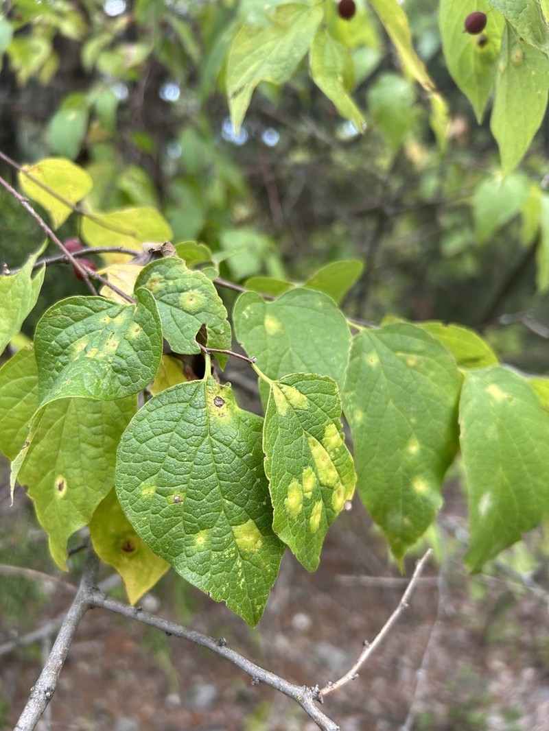 Celtis tenuifolia photo 7
