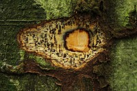 Celtis tessmannii