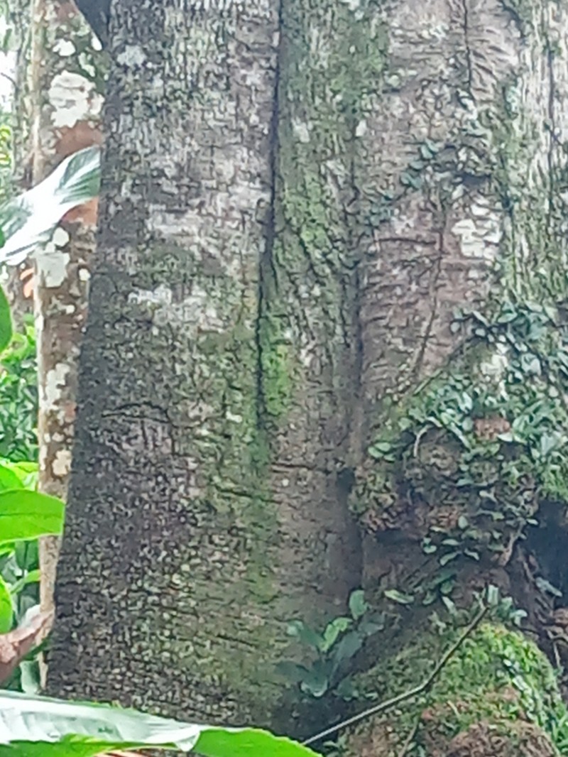Celtis tessmannii photo 2