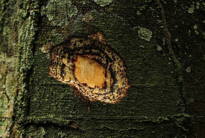 Celtis tessmannii photo 3