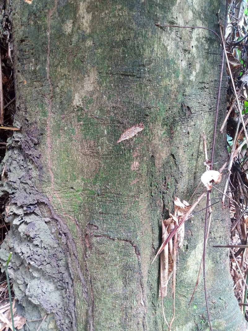 Celtis tessmannii photo 4