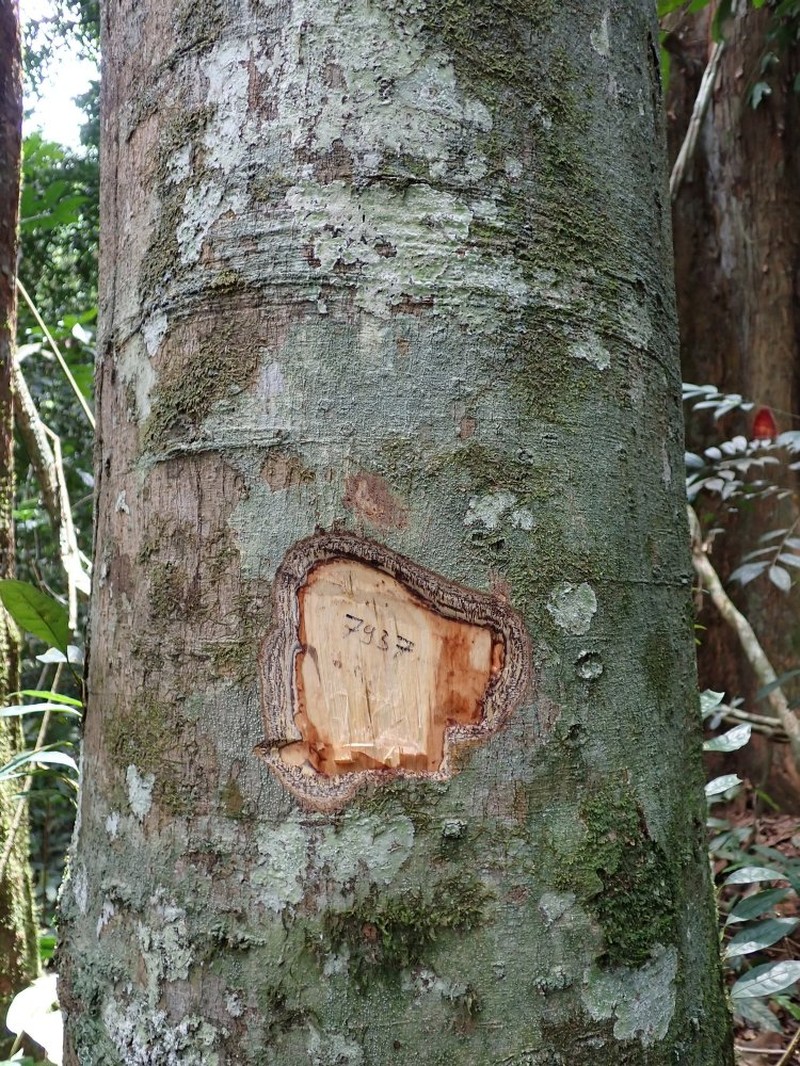 Celtis tessmannii photo 5