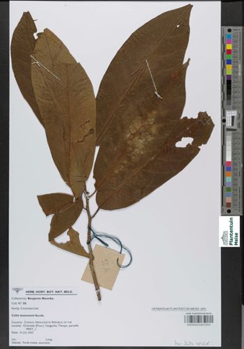 Celtis tessmannii photo 6