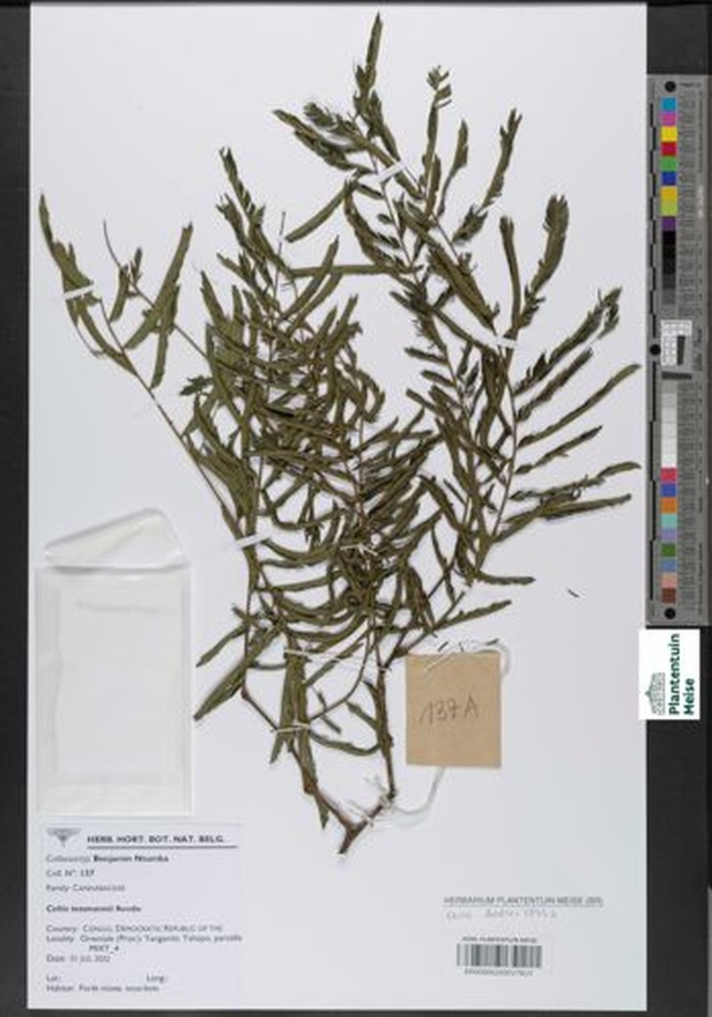 Celtis tessmannii photo 7