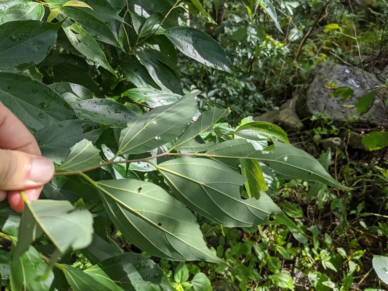 Celtis yunnanensis photo 3