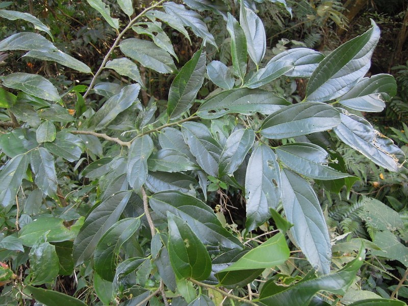 Celtis yunnanensis photo 4