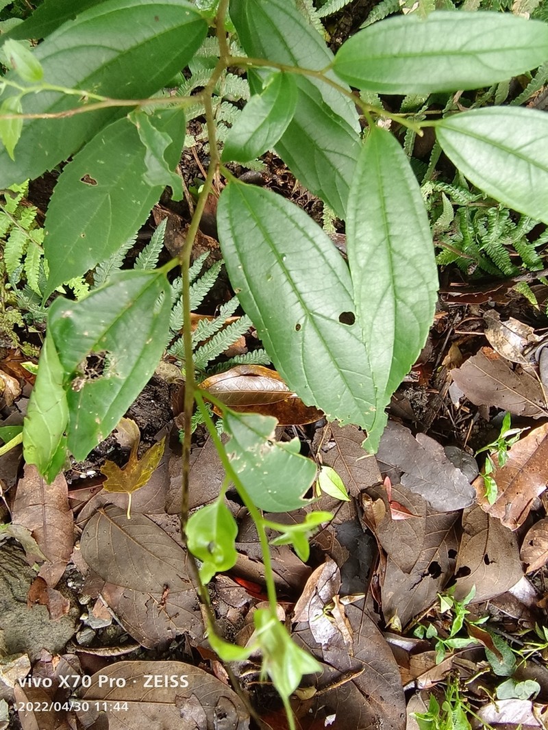 Celtis yunnanensis photo 5