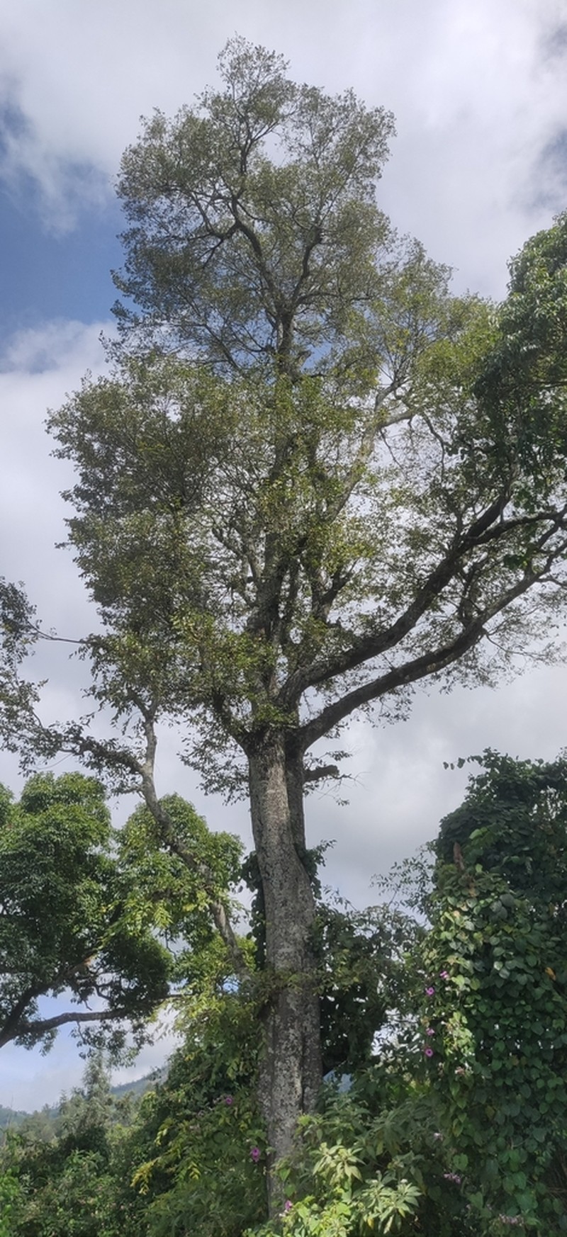 Celtis yunnanensis photo 6