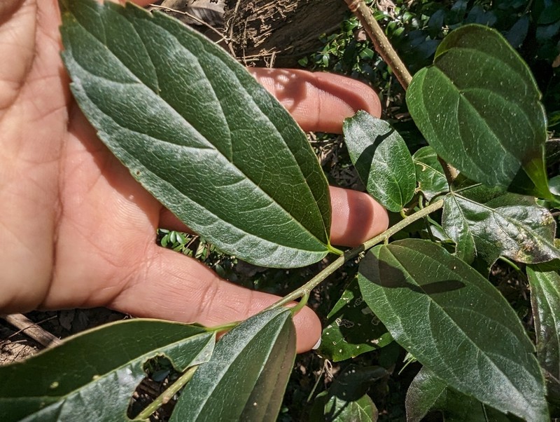 Celtis yunnanensis photo 7