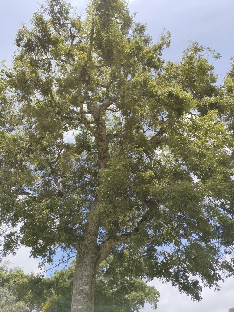 Celtis yunnanensis photo 8