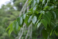 Celtis yunnanensis