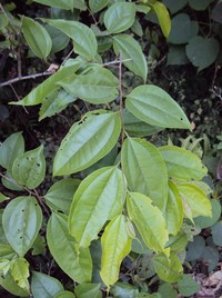 Celtis timorensis