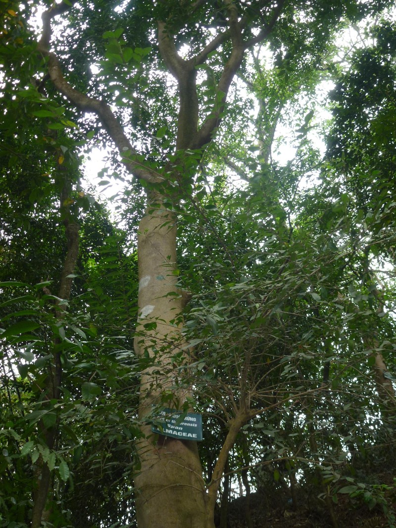 Celtis timorensis photo 2