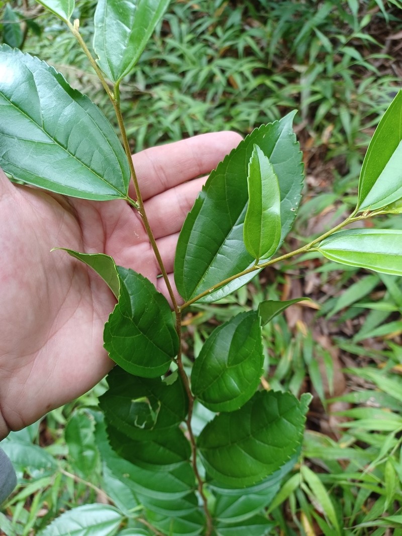 Celtis timorensis photo 3