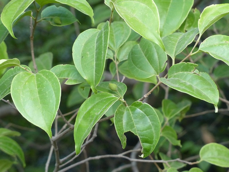 Celtis timorensis photo 4