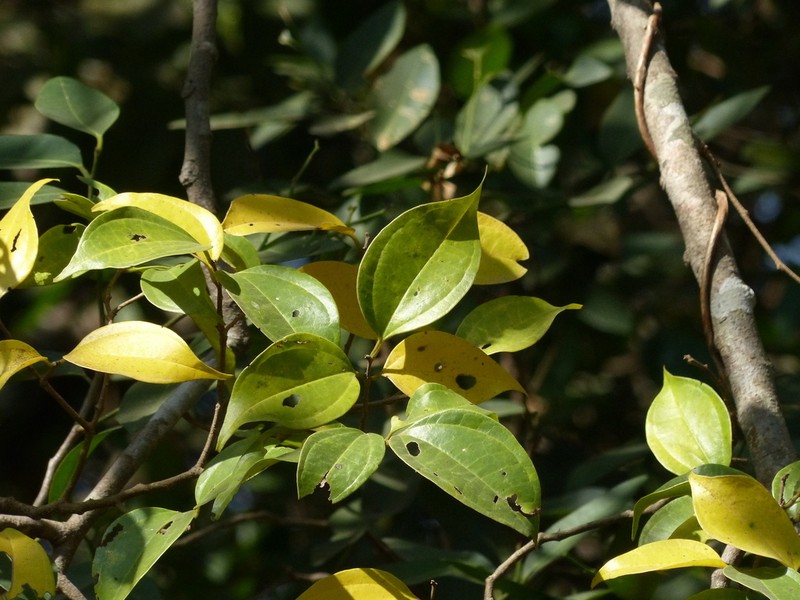 Celtis timorensis photo 5