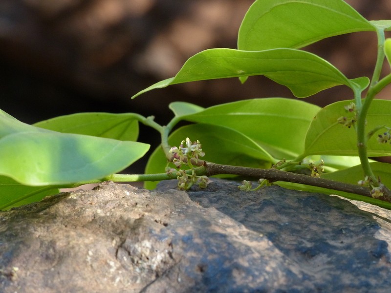 Celtis timorensis photo 6