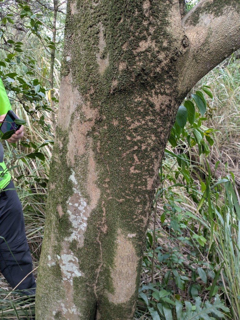 Celtis timorensis photo 7