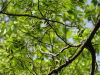 Celtis toka