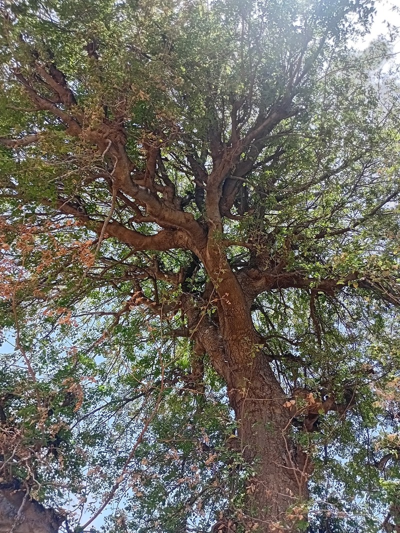 Celtis toka photo 2