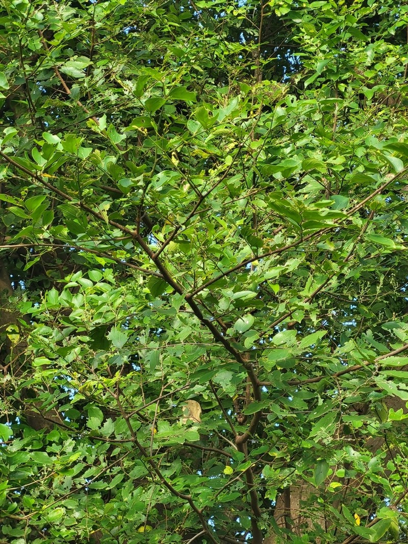 Celtis toka photo 3