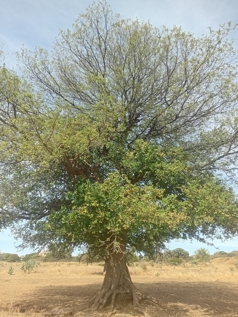 Celtis toka photo 4