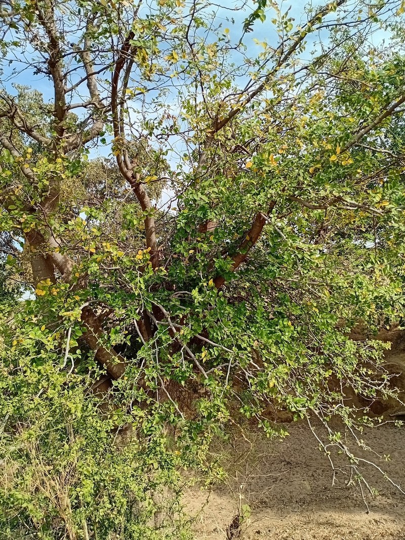Celtis toka photo 5
