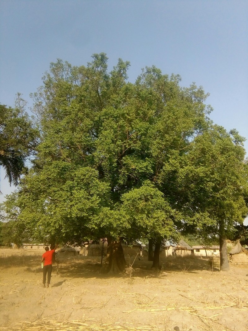 Celtis toka photo 6
