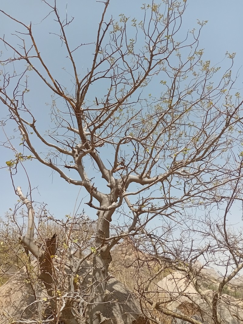 Celtis toka photo 7