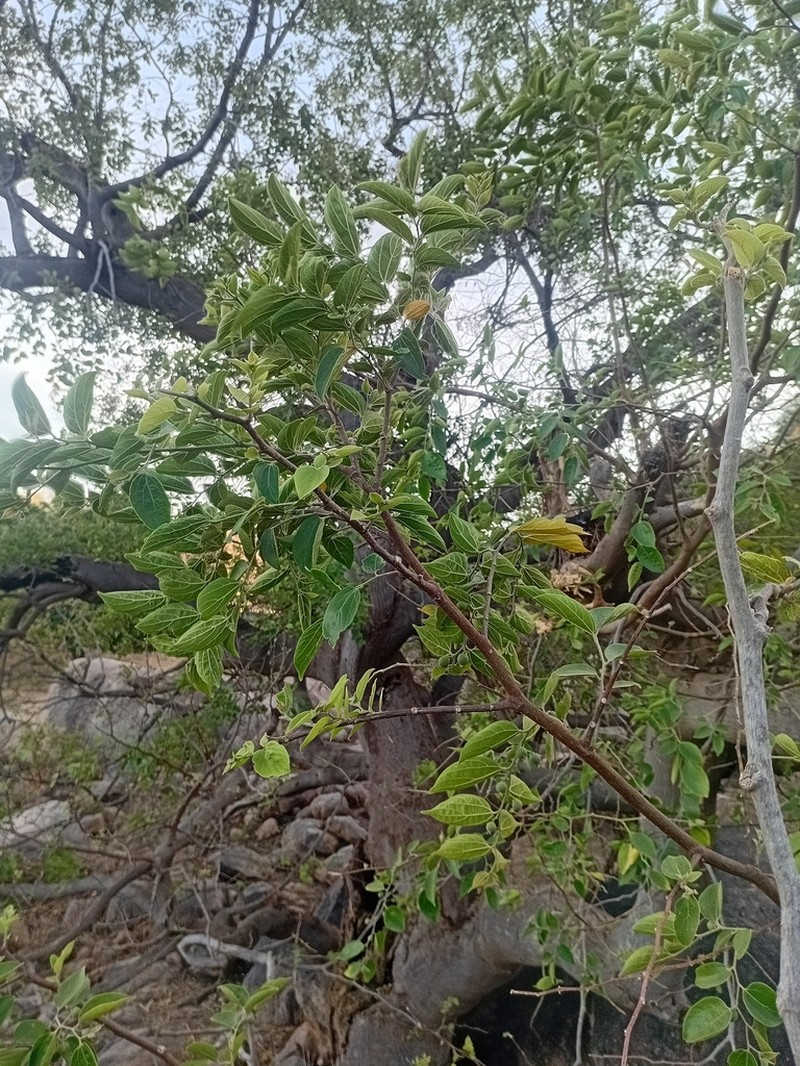 Celtis toka photo 8