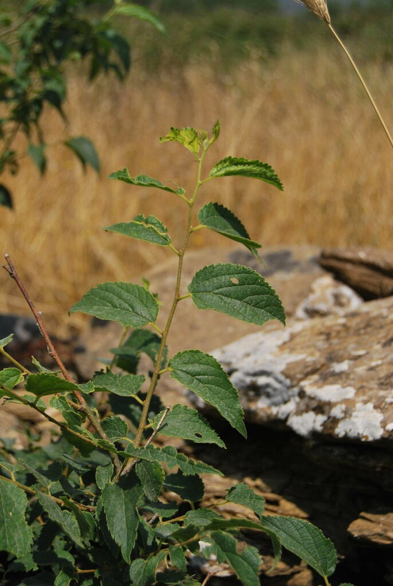 Oriental Hackberry