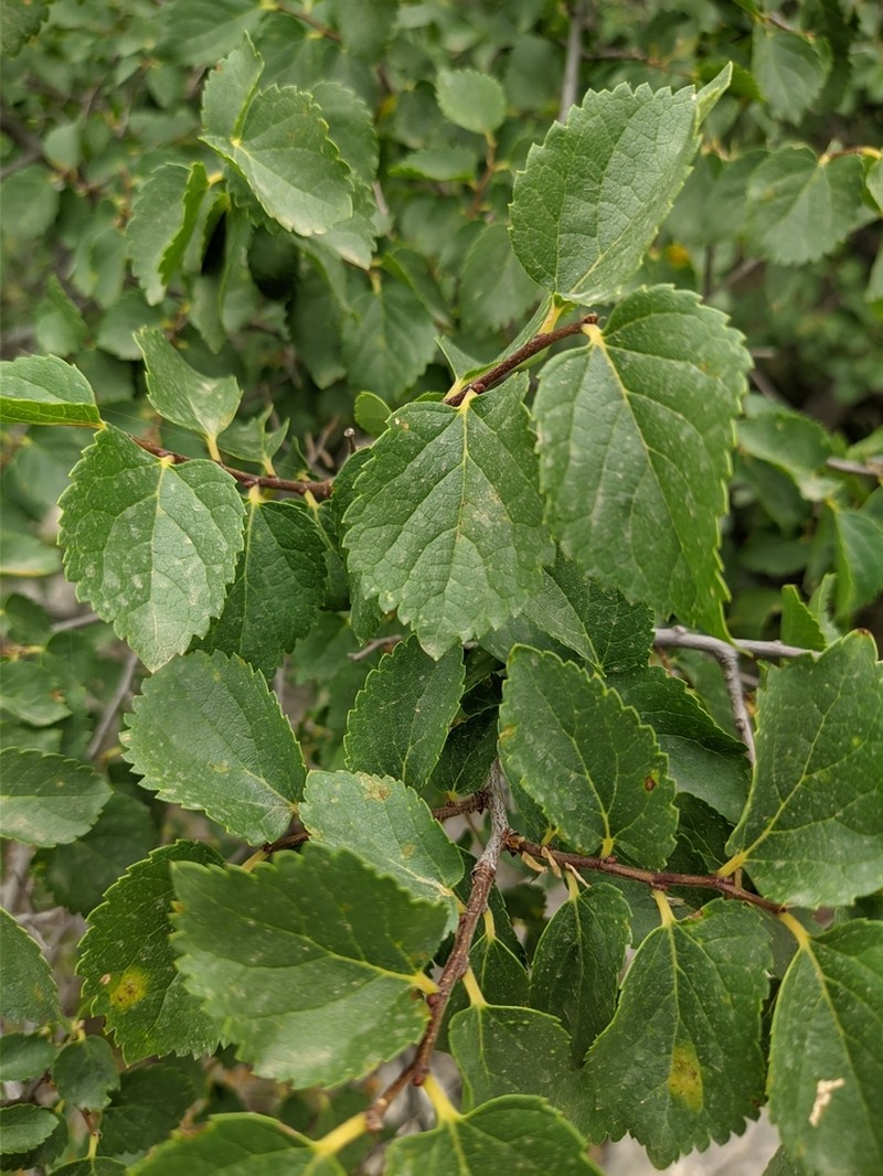 Oriental Hackberry photo 2